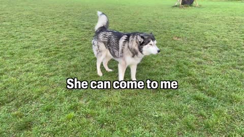 Husky WON'T Stop TALKING Until He Gets What He Wants!