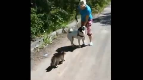 Angry cats vs dogs