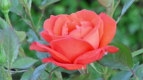 The beautiful rose flower.