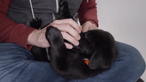 Labrador Retriever puppy on white screen playing in slow motion