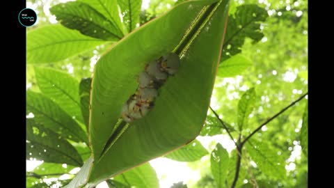 Cutest Bat In The World HONDURAN WHITE BAT