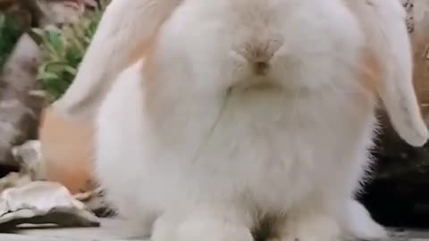 Cute Rabbit Video #short #shorts #rabbit #bunny #animal #viral #viralvideo #pets #pet #animals #cute