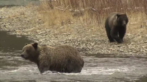 Bear Cave Mountain - Bear Watching Adventure