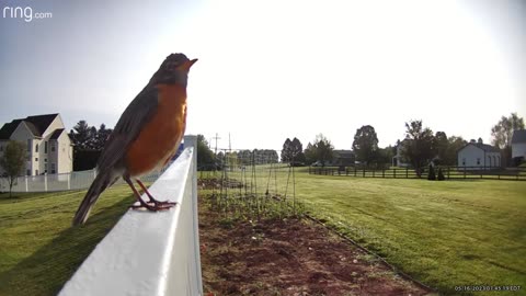 Robin just chilling on the fence