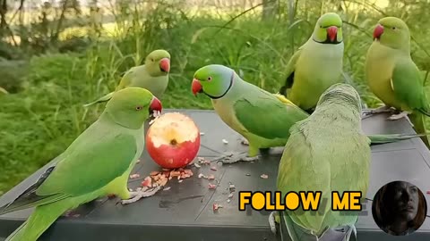 Amazing talking parrots vedio in nutural environment,,,