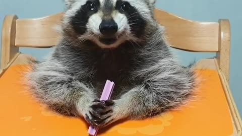 Pet raccon chows down on favourite treat 😍