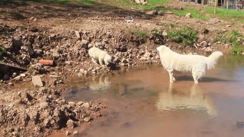 Puppies in awe of their grandmother's wading abilities.