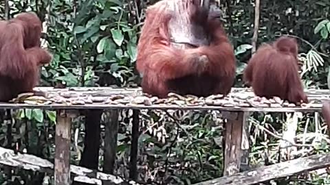 Orang Utan