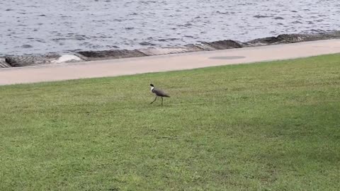 Masked Lapwing - Australian Bird | Short Documentary