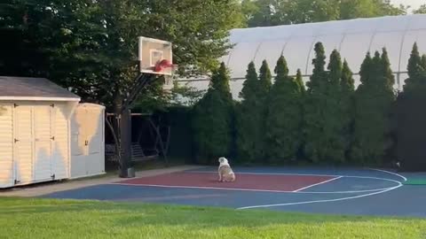 Ball Loving Pup Ponders Stuck Basketball