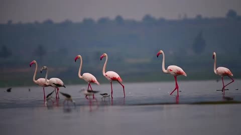 Greater flamingo nature beautiful videos