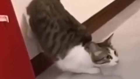 Funny video 😺🐈