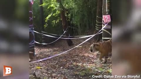 Sumatran Tiger Celebrates 2nd Birthday with Unicorn