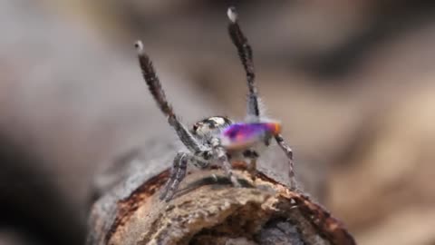 Peacock Spider Dances to YMCA