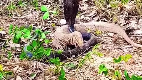 King cobra Vs Lizard #wildanimals #snake #kingcobra #lizard #animals