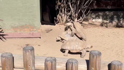 Another Family-Friendly Day at the Zoo