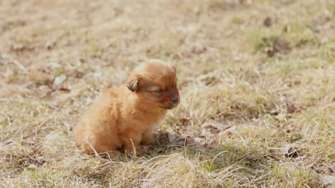 Baby Animals 4K - Amazing World Of Young Animals | Scenic Relaxation Film