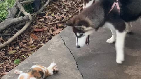 Cat Teases Leashed Puppies