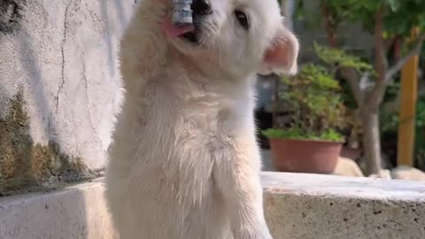 "Hilarious Puppy Mishap: Puppy Drinks Water While Hanging from the Faucet!"