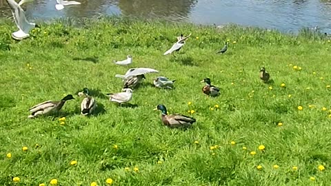 Feeding Ducks