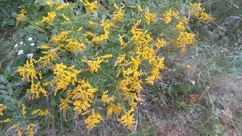 Goldenrod