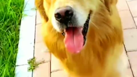 Cool golden retriever.