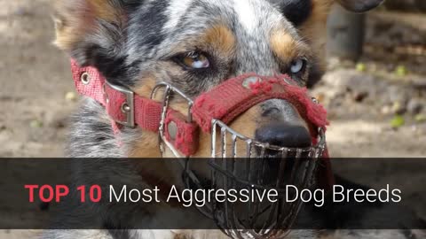 Top 10 most Aggressive Dogs