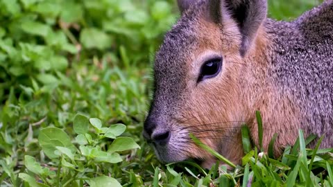 1500 ANIMALS NAMES and SOUNDS 8K ULTRA HD