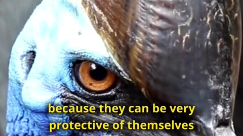 This Is the Deadliest Bird in the World - Meet Cassowary