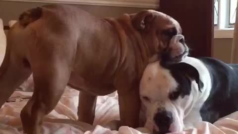 Bulldog BEST FRIENDS