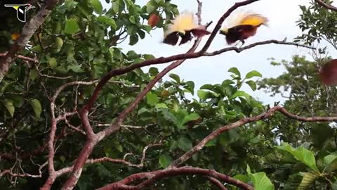 Greater Bird-of-Paradise