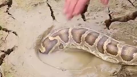 How to Catch fishes by Insiding Snake