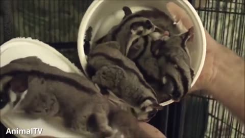 SUGAR GLIDERS Flying - Funny & Cute Compilation