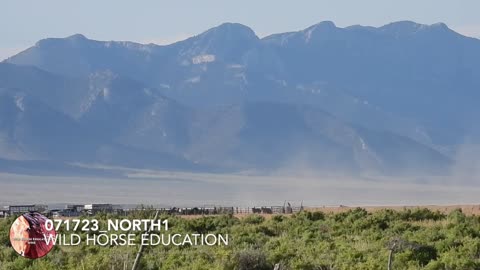 Nevada lawmaker calls for end to 'brutal roundups' as multiple wild horses reported killed