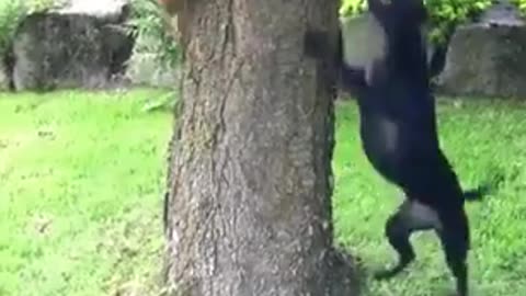 Dog and squirrel fun game #shorts #viral #shortsvideo #video