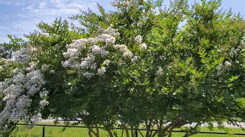 Blooming Tree shurbs and flowers