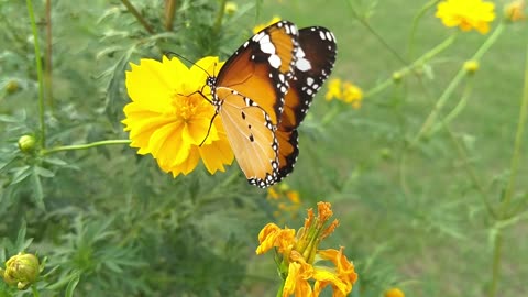 A butterfly and a flower