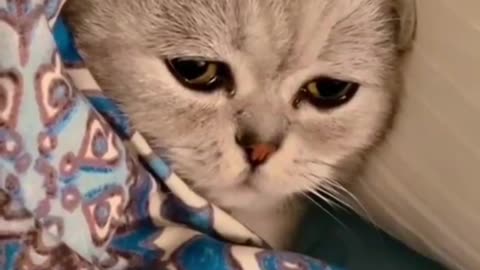 Sad cat| cat feeling jealous/ Must watch