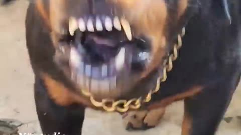 dog sound barking #angrydog #viral #dog #angrypuppy #cutepet #pets #angry #funnyanimal #doglover