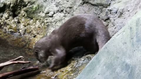 OTTERS as PETS ❌ Why It's a BAD IDEA