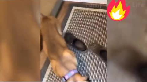 Funniest Animals Videos🐶 - Best Cats😂 and Dogs 😹Videos 2022!