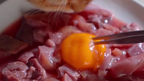 Funny Cat Clips: LOL Moments of Eating Amazing Food Ep 20.