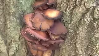 Mushrooms