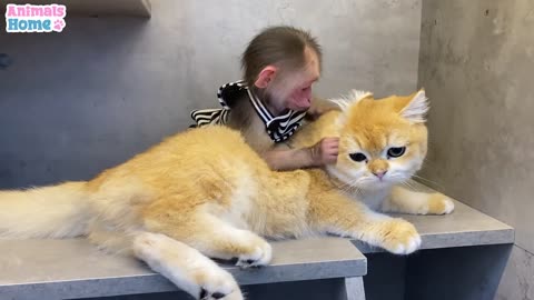 Animals] Monkey Teaches Kitten To Eat Yogurt