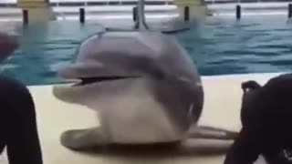 A GIGGLE 4-5-23 ADORABLE DOLPHIN FLIRTING