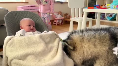 Dog takes on mother's duties to take care of little ones