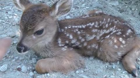 Baby Deer calls Logger "Mom".