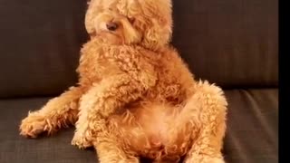 Snoring dog falls asleep sitting like a human