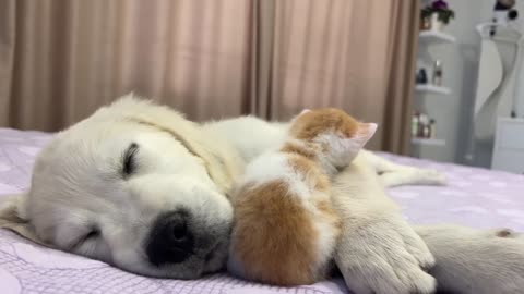 Tiny Kitten Wakes Up Golden Retriever Puppy