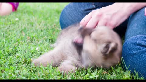 Playful Chow Chow puppy in grass biting kids hands